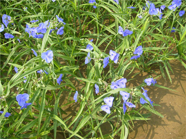 土壤養(yǎng)分速測儀在測土施肥中的作用 土壤養(yǎng)分速測儀在測土施肥中的作用