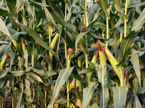 利用風途墑情自動監(jiān)測系統(tǒng)合理灌溉夏玉米 利用風途墑情自動監(jiān)測系統(tǒng)合理灌溉夏玉米