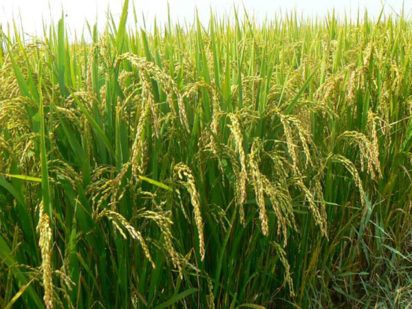 土壤墑情監(jiān)測(cè)系統(tǒng)是如何運(yùn)行的？